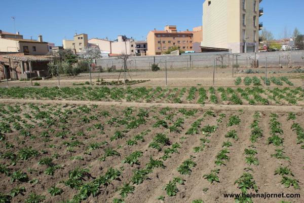 Terreno edificable de 710m2, en el centro de la población